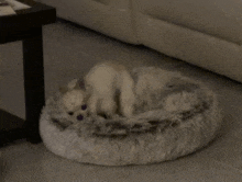 Chihudson Dog Humping GIF - Chihudson Dog Humping Alone Time GIFs