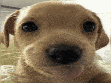 a close up of a puppy 's face with its tongue out