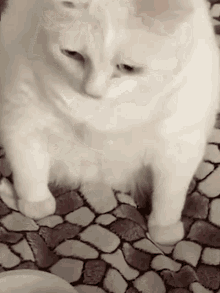 Funny Cat GIF