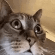 a close up of a cat 's face looking at the camera .