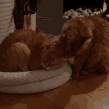 Cats Grooming GIF - Cats Grooming Lick GIFs