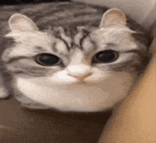 a close up of a cat 's face looking at the camera with a serious look on its face .