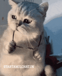 a cat is holding a pair of glasses in its paws and the website startamilchat.in is below it