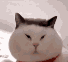 Catmao Asian GIF - Catmao Asian Cat GIFs