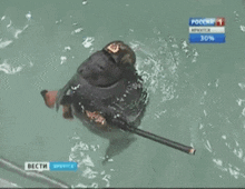 a seal wearing a military hat is swimming in the water .