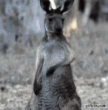 Kangaroo Funny Animals GIF - Kangaroo Funny Animals Scratch GIFs