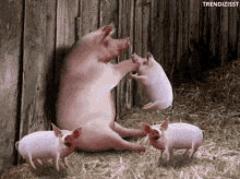 Pig Blow Up GIF - Pig Blow Up Balloon GIFs