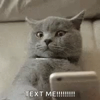 Cat Text Me GIF - Cat Text Me GIFs