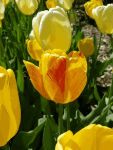 Tulip Garden GIF - Tulip Garden Flower GIFs