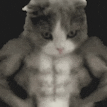 Gato Michi GIF - Gato Michi Cats GIFs