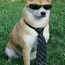 a shiba inu dog wearing sunglasses and a tie is sitting in the grass .