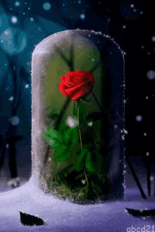 Red Rose GIF - Red Rose Snow GIFs