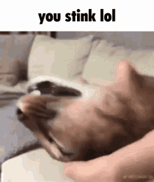 You Stink GIF
