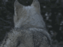Wolf Wolf Therian GIF