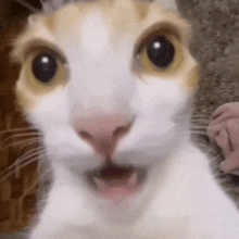 a close up of a cat 's face with its mouth open and a surprised look on its face .