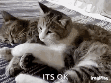 Its Ok Cat GIF - Its Ok Cat Cuddles GIFs