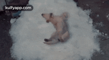 Dog Playing In Snow.Gif GIF