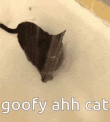 Cat Goof GIF - Cat Goof Goofy Ahh GIFs