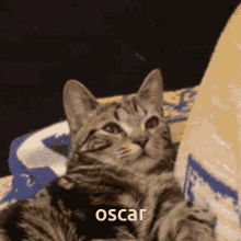 Oscar Cat GIF