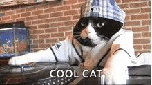 Cat Gato GIF - Cat Gato Funny GIFs