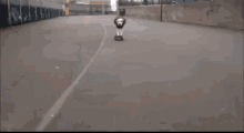 a dog riding a skateboard on a street