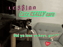 a calico cat laying on a cat tree with the words lesbian cats really care above it