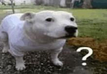 White Dog Question Mark GIF - White Dog Question Mark GIFs
