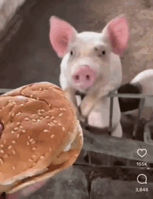 pig piggy burger