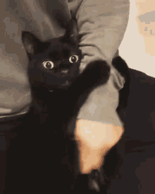 Black Cat Scared GIF - Black Cat Scared Hug GIFs