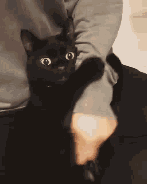 black-cat-scared.gif