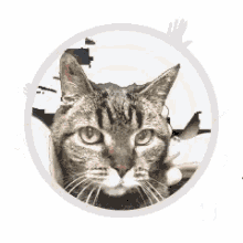 a cat is surrounded by red hands and a sign that says " talk "
