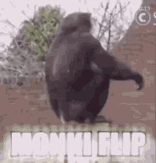 Monki Flip GIF - Monki Flip Bica GIFs