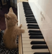 a kitten is playing a piano with its paw on the keys .