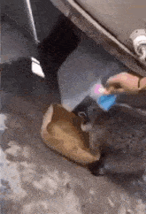 Raccoon Confused GIF - Raccoon Confused Dissolved GIFs