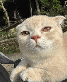 a close up of a cat 's face with a red nose