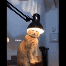 catlamp catdetti funny cat cat with lamp cat lick