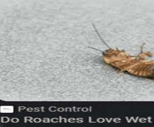 Robert Helpmann Wet Roaches GIF - Robert Helpmann Wet Roaches Do Roaches Love Wet GIFs