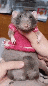 Rat Dance GIF