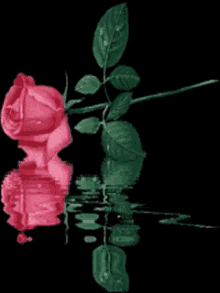 Amor Rose GIF - Amor Rose GIFs