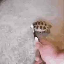 turtle cute brush brushing shell