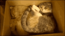 cat box sleeping cuddle