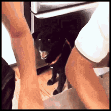 Dog Are GIF - Dog Are You GIFs