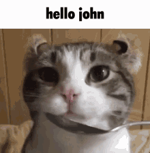 Hello John GIF - Hello John Kitty GIFs