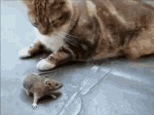 Cat Scared GIF - Cat Scared Rat GIFs