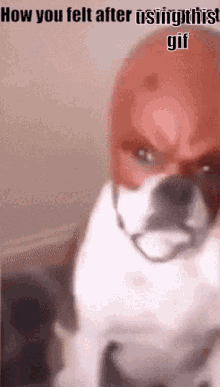 How You Felt After Using This Gif Bulldog GIF