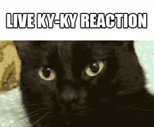 Kyky Cat Live Reaction GIF - Kyky Cat Live Reaction GIFs