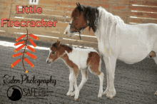 saveaforgottenequine safe horse pony coco