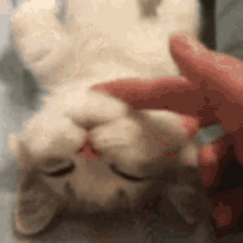 Cte Cute GIF - Cte Cute Cat GIFs