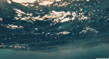 água GIF - Agua Nadando Mergulho GIFs