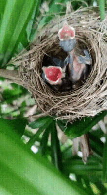 Baby Bird Hungry GIF - Baby Bird Hungry Hungry Bird GIFs